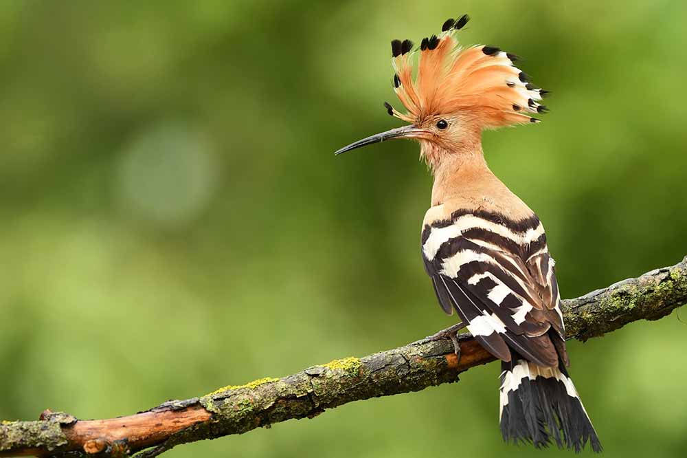 Réserve naturelle du Marais de la Vacherie